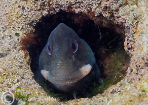 Shanny.
Trefor Pier. by Mark Thomas 